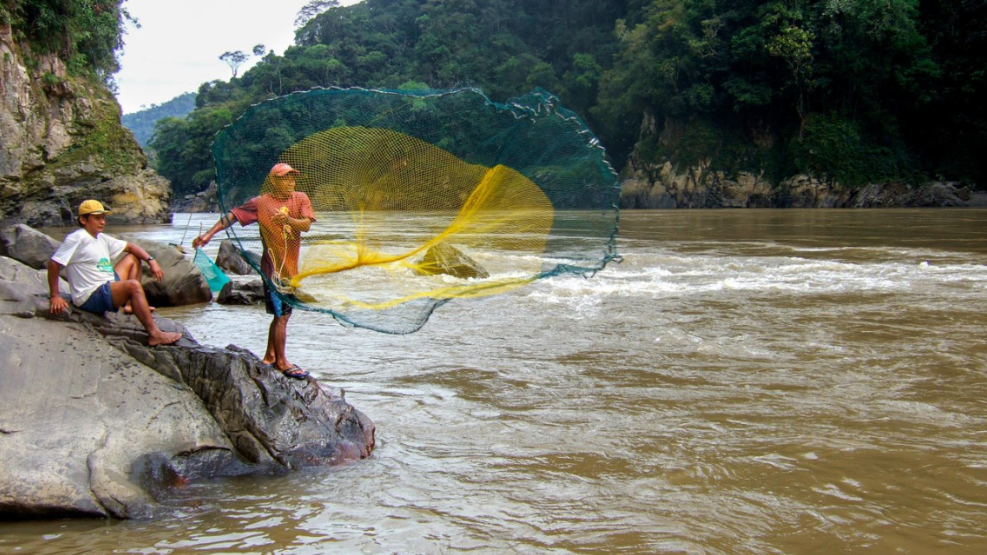 A variety of small fish species, less susceptible to overfishing, are studied for their nutritional and environmental benefits in the Amazon River.