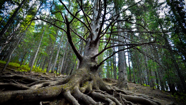 The remains of Cochrane's iconic Grandfather Tree, with roots and branches scattered after a windstorm.