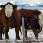Alberta cattle grazing in a green pasture, symbolizing the region's agriculture sector.
