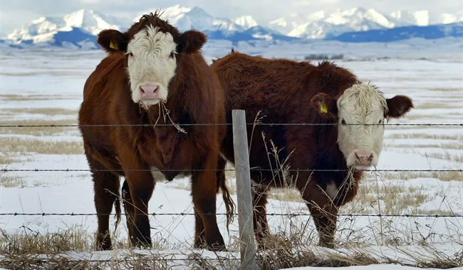 Alberta cattle grazing in a green pasture, symbolizing the region's agriculture sector.