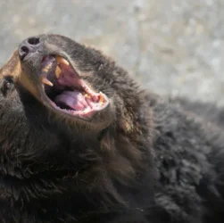 Japan to hire hunters as bear attacks surge — 12 killed this year. Govt moves to protect residents as bears increasingly enter towns.