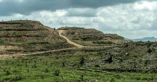 European Parliament approves delay in EU anti-deforestation law amid concerns over exemptions and forest protection.