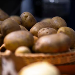 Volunteers distributing potatoes to Berlin residents as part of the Great Potato Rescue initiative.